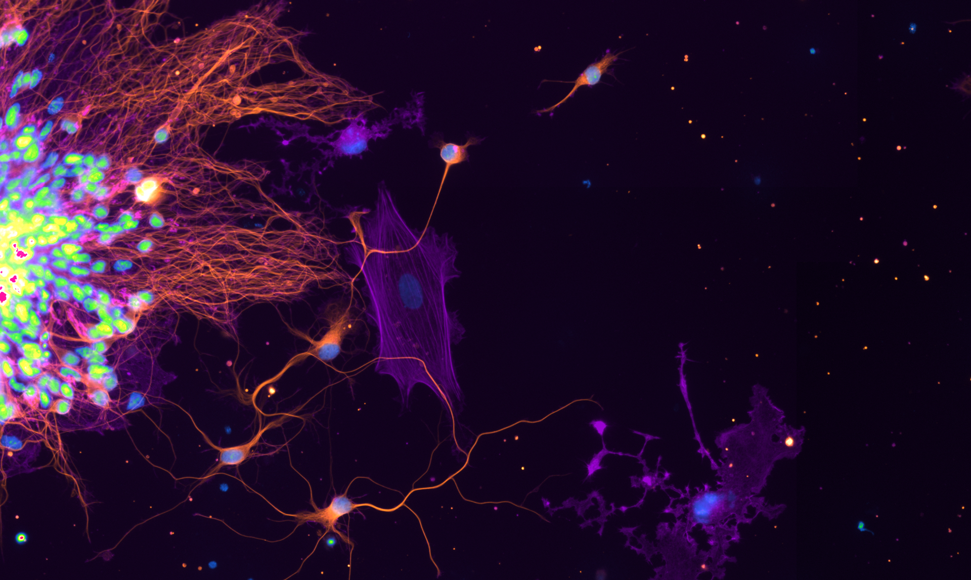 neuron wallpapers