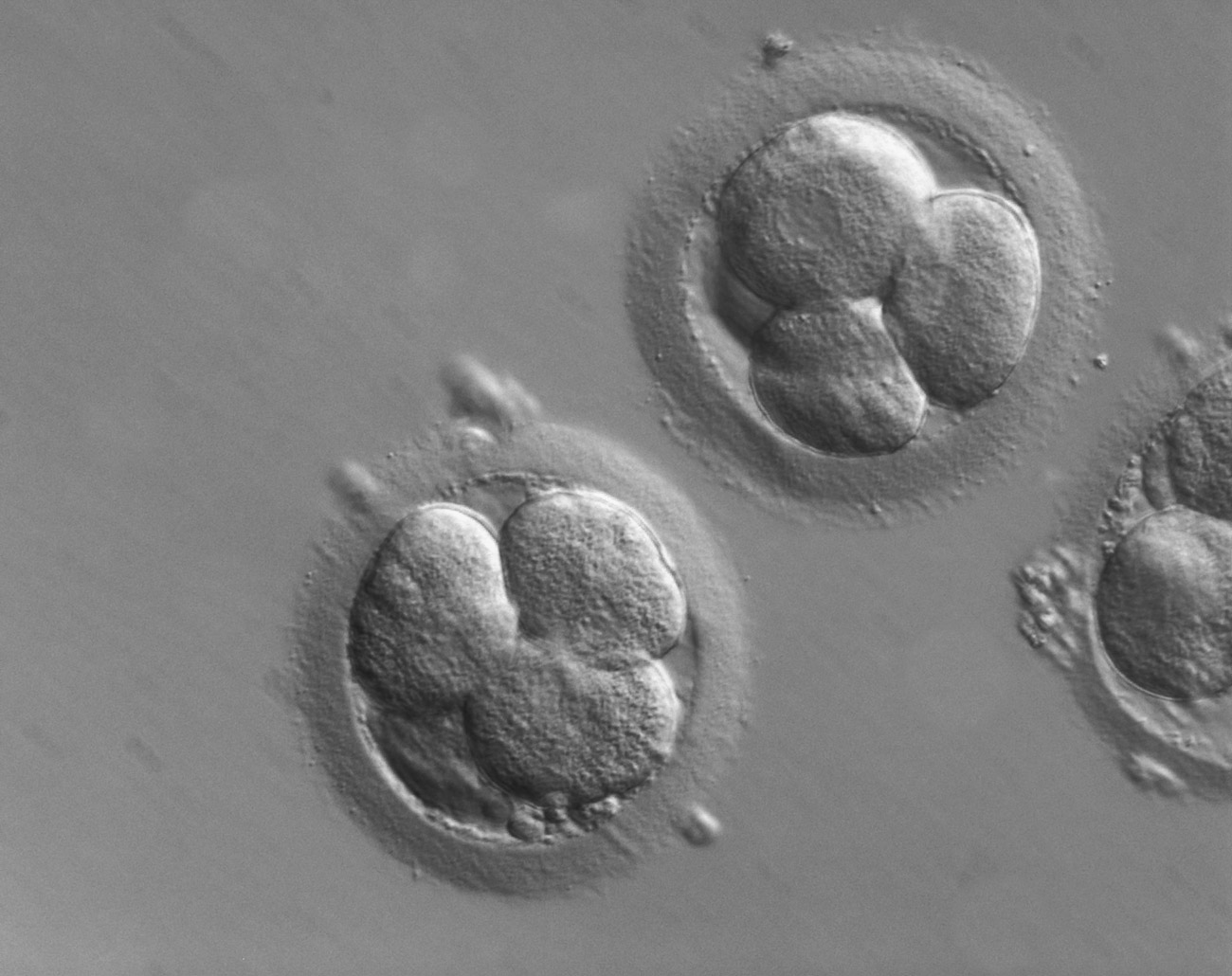 Microscopy Solutions for Embryo Quality