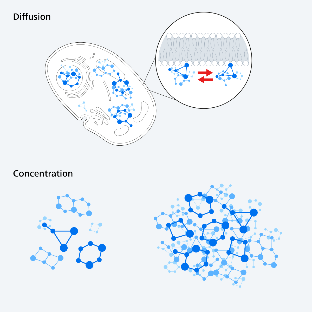 Figure 1: Extracting molecular dynamics such as diffusion and concentration from intensity-based images is key in understanding how proteins behave inside cellular environments