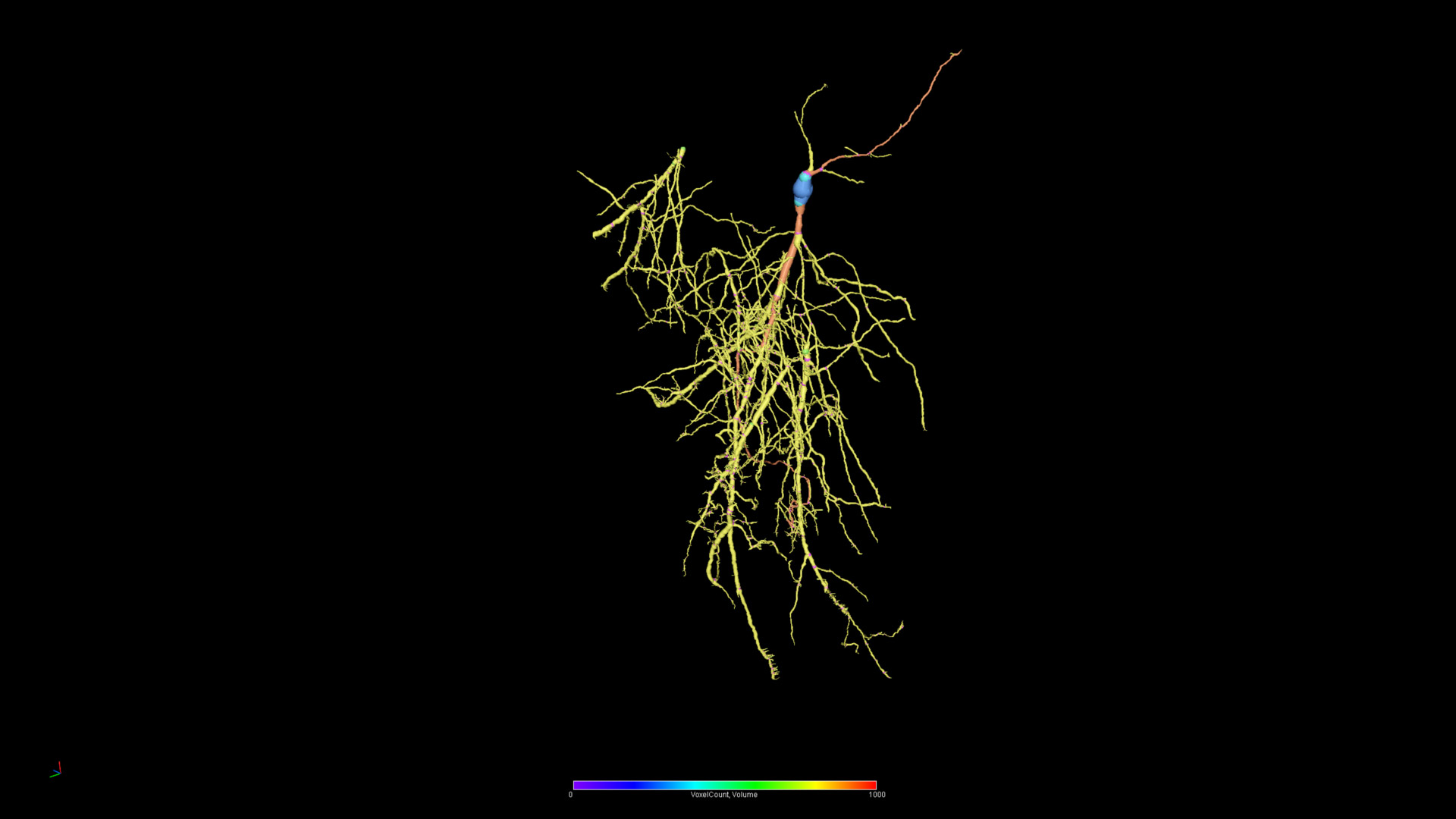 Figure 3: Morphology of individual 3D reconstructed neurons.