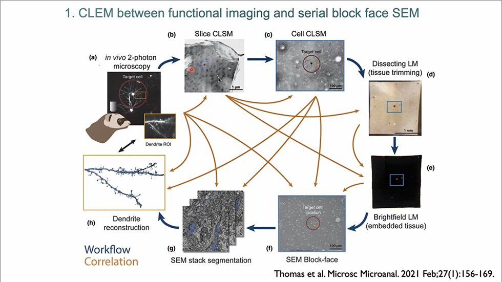 Correlative Microscopy To Link Functional Spine Imaging And Volume EM