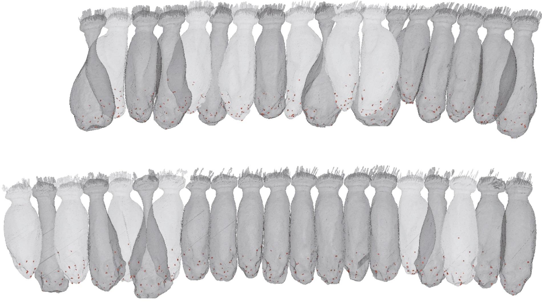 Inner Hair Cells (IHCs) imaged from SBF-SEM